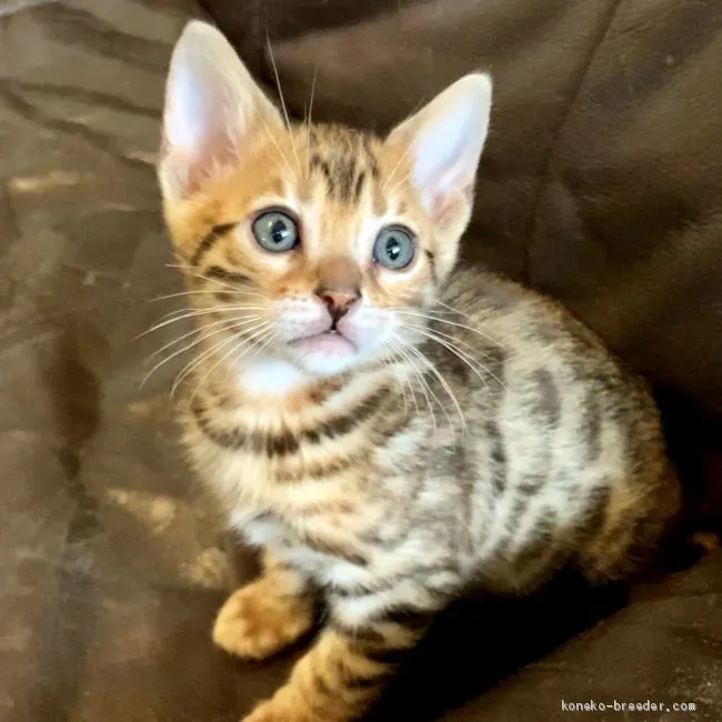 ID：2103-00422の子猫