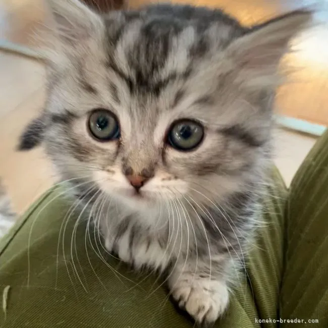 ID:2103-01624の子猫
