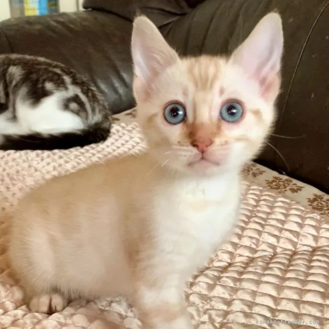 ID：2203-00845の子猫