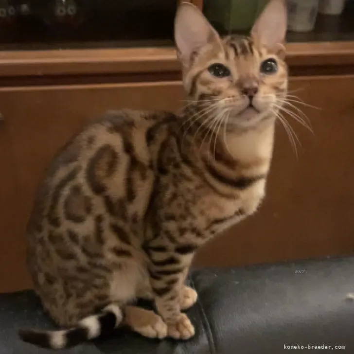 ID：2310-02042の子猫