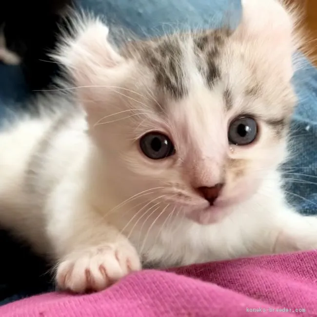 ID:2102-01087の子猫