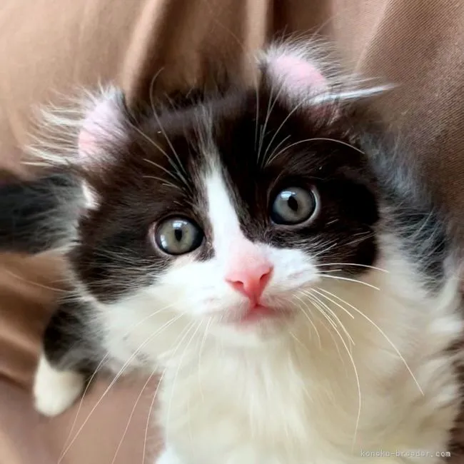 ID：2107-02621の子猫