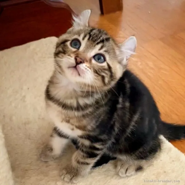 ID:2111-01252の子猫