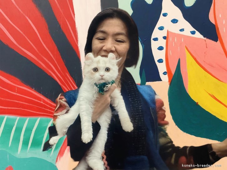 アメリカンカール【・男の子・2024年7月21日・クリームタビー・アンド・ホワイト】