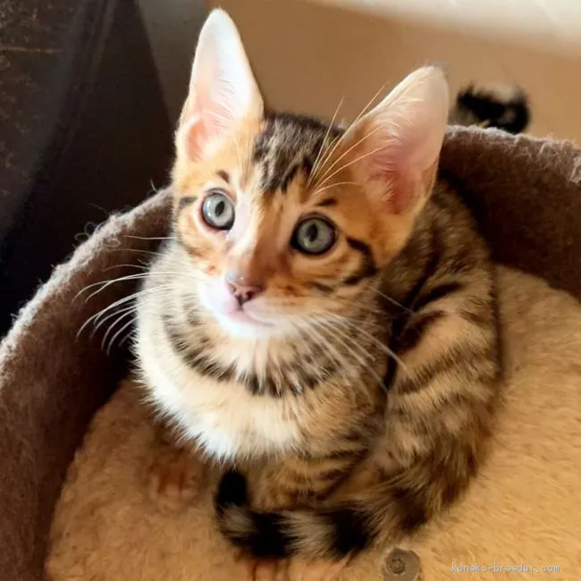 ID：2103-00386の子猫