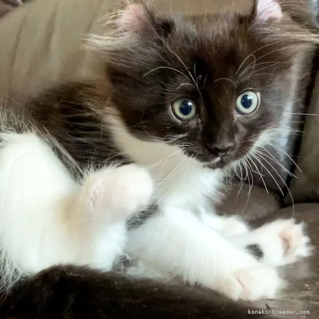 ID：2107-02629の子猫