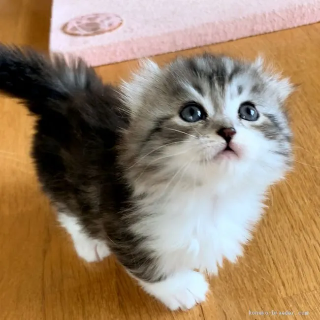 ID:2002-00606の子猫