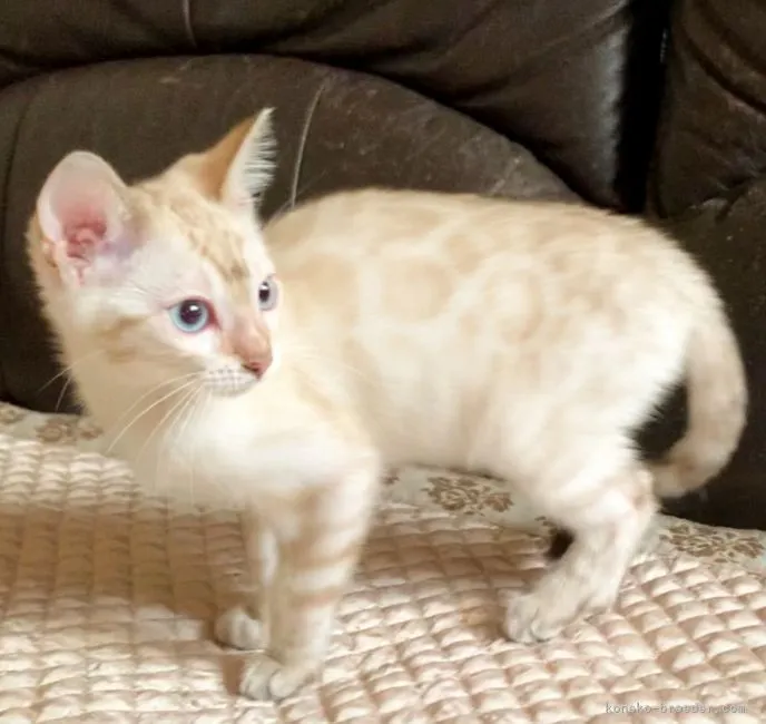 ID:2204-01763の子猫