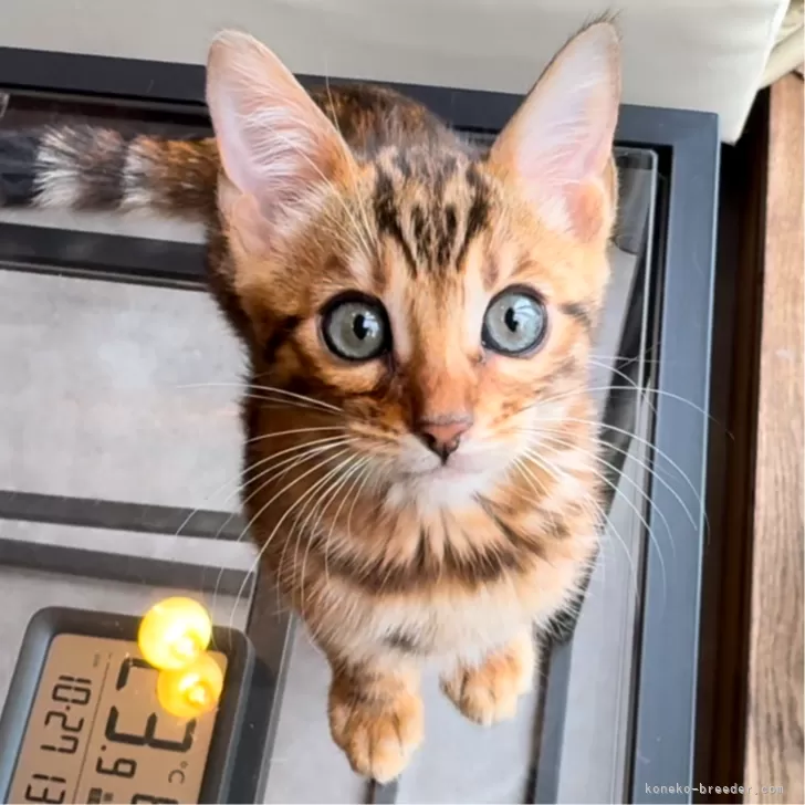 ID:2410-03016の子猫