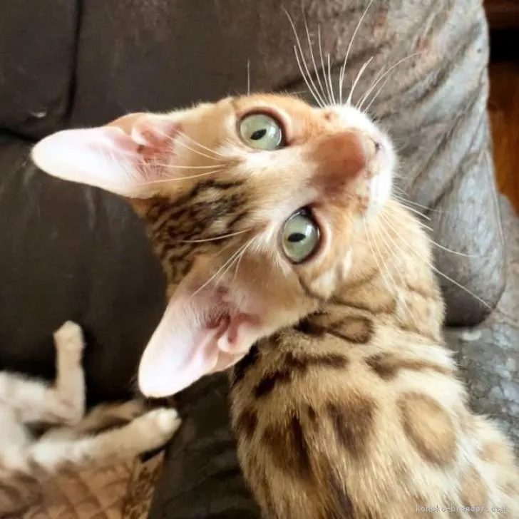 ID:2208-01621の子猫