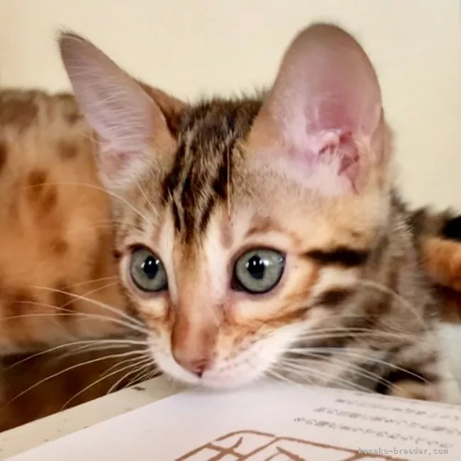 ID:2206-00708の子猫