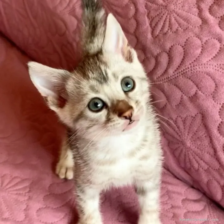 ID：2303-02518の子猫