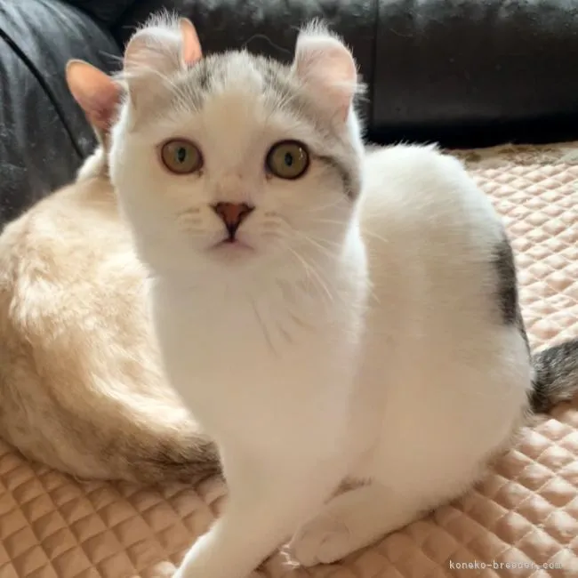 ID：2202-00814の子猫