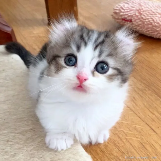 ID：2108-00554の子猫