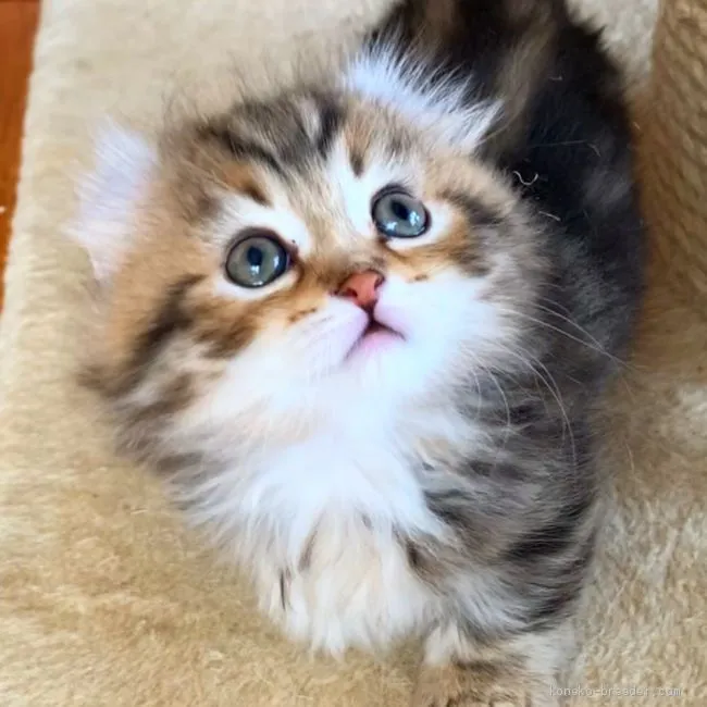 ID:2103-01448の子猫