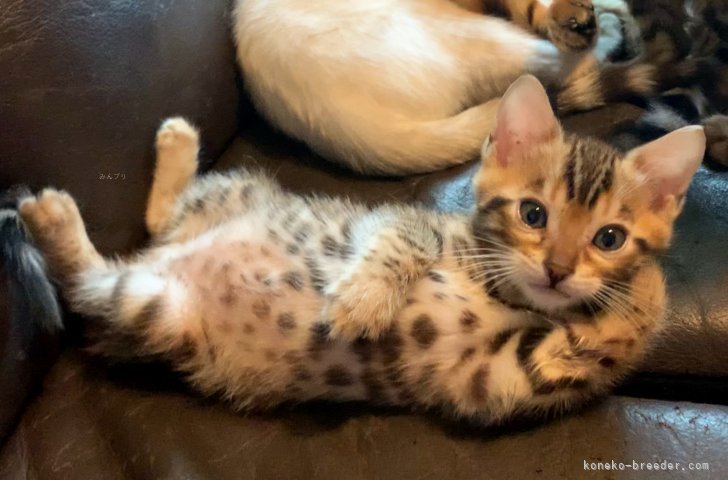 ベンガル【・男の子・2020年6月12日・ブラウン(ブラック)・スポテッド・タビー】「2か月の頃明るい色味の被毛はママ猫とSGCのお爺さん譲り❤️」