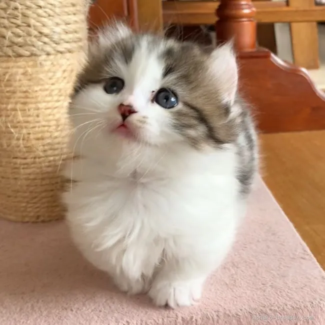 ID：2002-00411の子猫