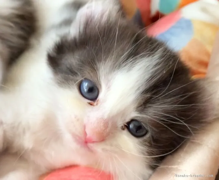 ID：2204-02274の子猫