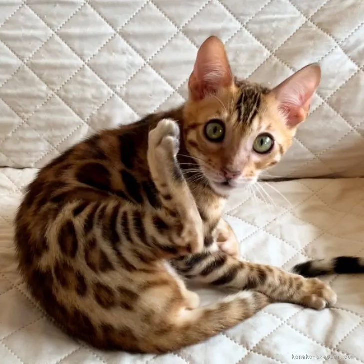 Ｉ.A 様のお迎えした子猫