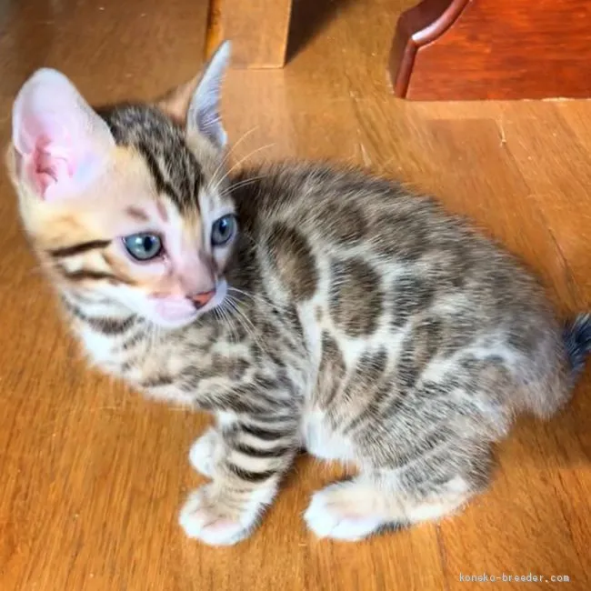 ID：2101-01134の子猫