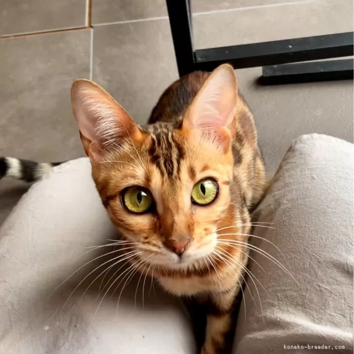 ID:2403-02968の子猫