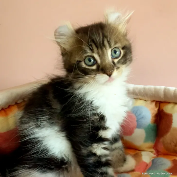 ID：2310-02695の子猫