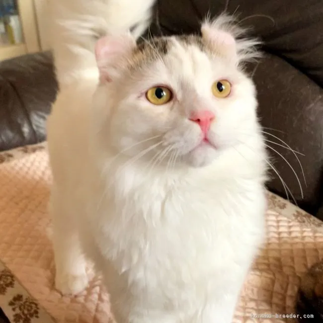 ID:2204-01605の子猫
