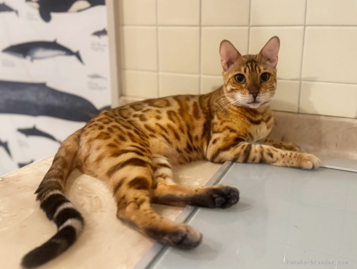 ベンガル【・女の子・2023年3月18日・BROWN SPOTTED TABBY】「身体付きも良い美人さん❤️」