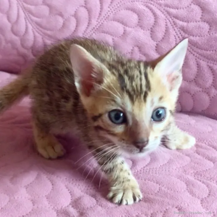 ID:2304-02979の子猫