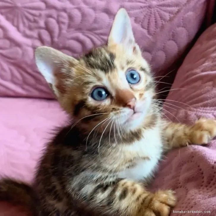 T.I 様のお迎えした子猫
