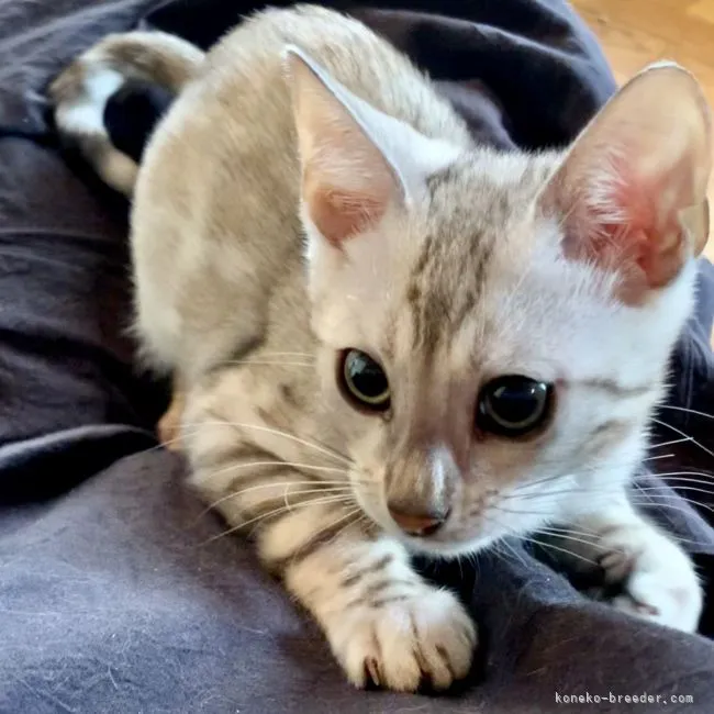 ID：2202-01436の子猫