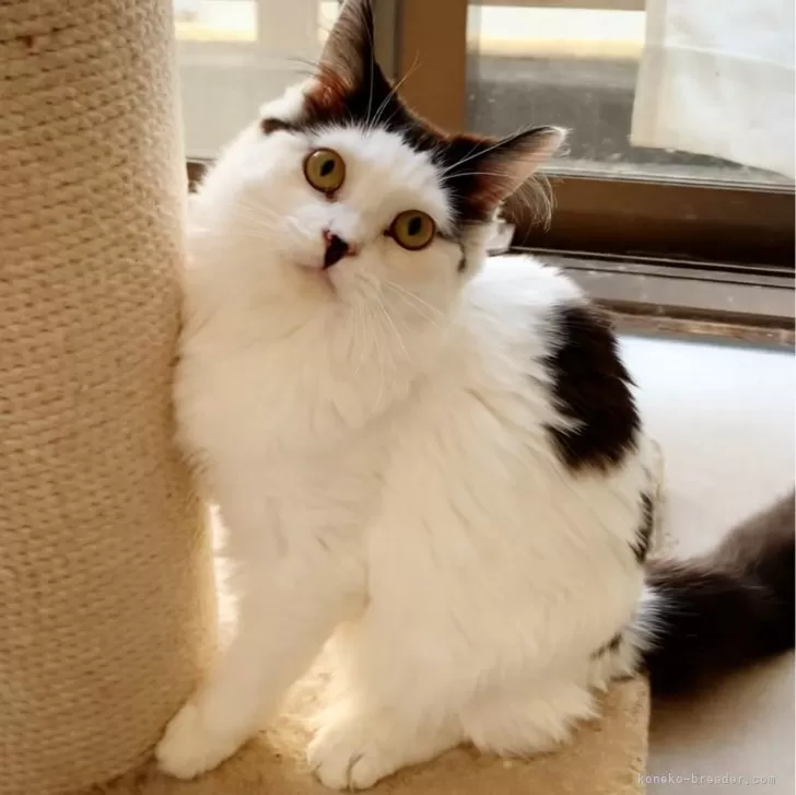 ID:2312-01900の子猫