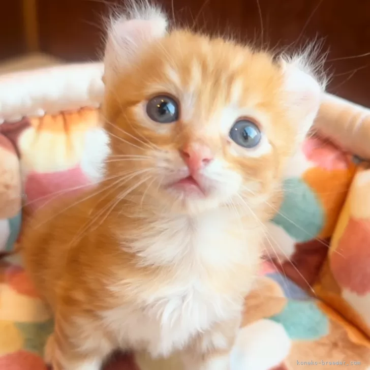 ID：2409-01845の子猫