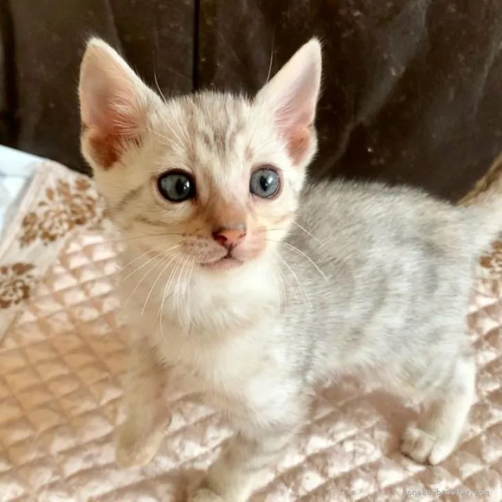 ID:2211-01971の子猫