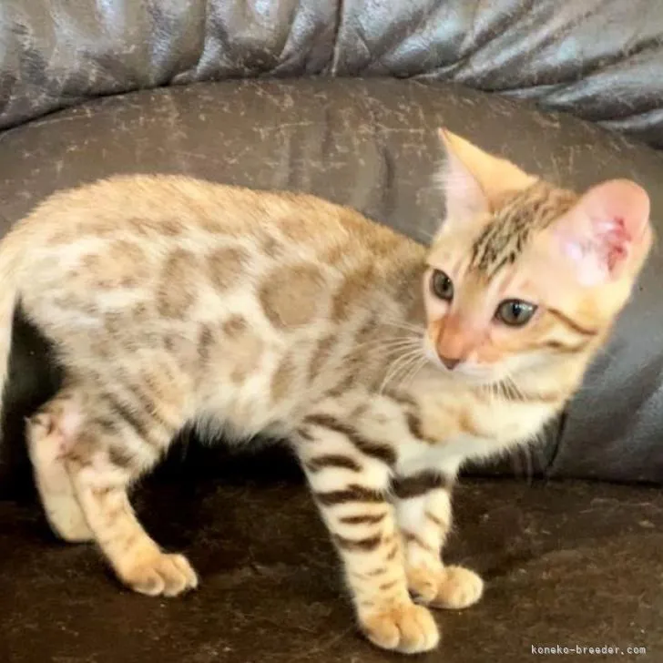 ID：2208-01608の子猫