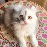 アメリカンカール【東京都・女の子・2023年8月14日・シルバーパッチドタビー&ホワイト(三毛)】の写真1「お洒落なカラーの可愛い女の子❤️」