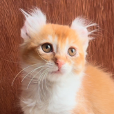 アメリカンカール