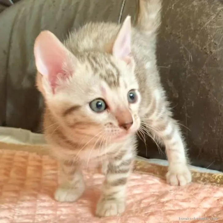 ID：2210-02974の子猫