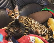 ベンガル【・男の子・2018年2月24日・ブラウンスポデッドタビー】「5ヵ月の頃当舎のボス猫(高田君、当時12歳)に甘えまくるの図」