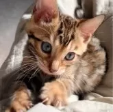 ベンガル【東京都・男の子・2024年2月9日・ブラウンスポテッドタビー(ロゼット)】の写真2