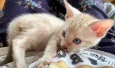 ベンガル【東京都・男の子・2021年8月25日・シールマーブルドリンクスポイント(スノーリンクス)】の写真2「優しくエレガントなお色❤️」