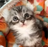 アメリカンカール【東京都・女の子・2024年2月10日・シルバークラッシックタビー】の写真2