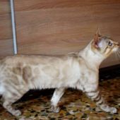 ベンガル【・男の子・2019年4月28日・SEAL SPOTTED LYNX POINT】