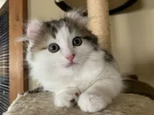 キンカロー【東京都・男の子・2019年3月14日・ブラウンクラッシックドタビーアンドホワイト】の写真3「整ったお顔と完璧なカールのお耳💕」