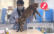 ベンガル【・男の子・2020年6月12日・ブラウン(ブラック)・スポテッド・タビー】「Tica キャットショーにて」