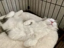 キンカロー【東京都・男の子・2019年3月14日・ブラウンクラッシックドタビーアンドホワイト】の写真4「最高の寝顔に間違いなく癒されます💕7月26日撮影」