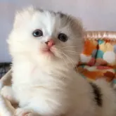 キンカロー【東京都・男の子・2023年9月19日・シルバータビー&ホワイト】の写真4「ママ猫にもパパ猫にも似ています❤️」