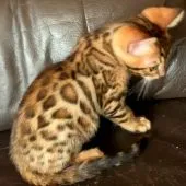 ベンガル【東京都・男の子・2020年6月12日・ブラウンスポテッドタビー(ロゼット)】の写真5「後ろ姿💕実際のカラーは3枚目の写真が近く、クリーム色にくっきりロゼットです💕」