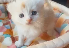 アメリカンカール【東京都・男の子・2025年10月23日・クリームタビー&ホワイト】の写真10