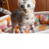 ベンガル【東京都・男の子・2025年7月11日・シルバースポテッドタビー(ロゼット)】の写真14